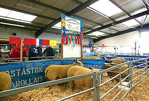 Edstaston Charollais Sheep at the Stafford Show Edstaston Charollais Sheep at the Stafford Show